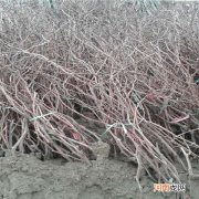 葡萄苗哪里有 葡萄苗哪里有售