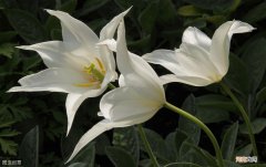 雌雄同体的生物大盘点 雌雄同体的动物有哪些