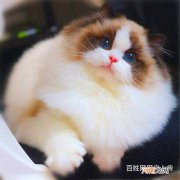 哪里有猫卖 浏阳哪里有猫卖