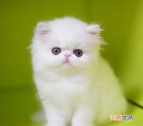 哪里卖猫 濮阳哪里卖猫