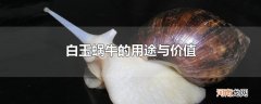 白玉蜗牛的用途与价值
