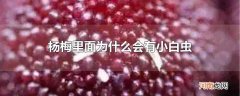 杨梅里面为什么会有小白虫