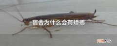 宿舍为什么会有蟑螂