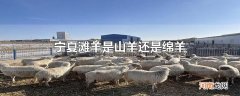 宁夏滩羊是山羊还是绵羊