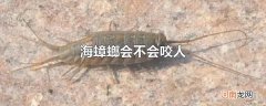 海蟑螂会不会咬人