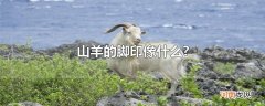 山羊的脚印像什么?