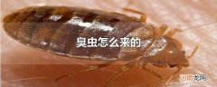 臭虫怎么来的