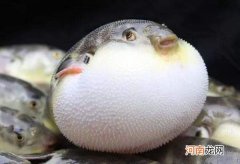 河豚哪里有毒 河豚哪里有毒怎么吃