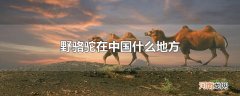 野骆驼在中国什么地方