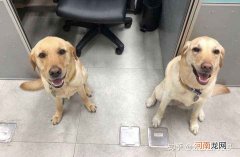 哪里买狗靠谱 在哪里买狗比较可靠