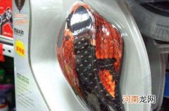 哪里有卖蛇的 唐山哪里有卖蛇的