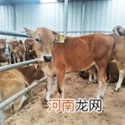 哪里有卖牛的 重庆哪里有卖牛的