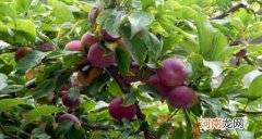 李子油胶能不能吃 吃李子油胶的好处有哪些