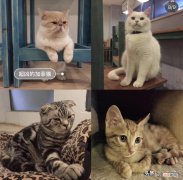 猫在哪里 猫在哪里睡觉