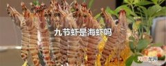 九节虾是海虾吗