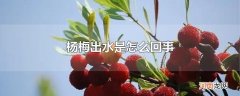 杨梅出水是怎么回事