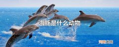 海豚是什么动物
