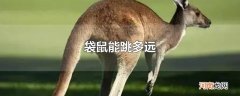 袋鼠能跳多远