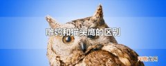 雕鸮和猫头鹰的区别