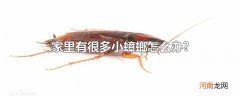 家里有很多小蟑螂怎么办?