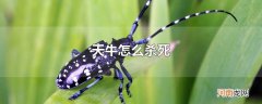 天牛怎么杀死
