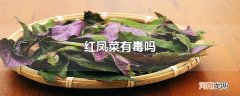 红凤菜有毒吗
