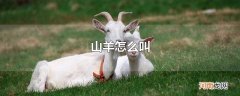 山羊怎么叫