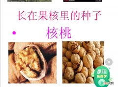 种子在哪里 原神蒲公英种子在哪里