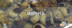 螺丝吃什么