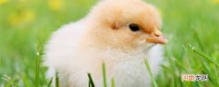 小鸡怕热吗
