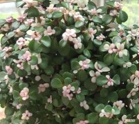 金枝玉叶花怎么养才能养好 金枝玉叶怎么变成粉色