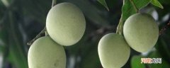 绿化芒果能吃吗