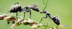 野外防蚂蚁最有效的方法