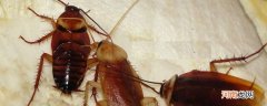蟑螂是无性繁殖吗