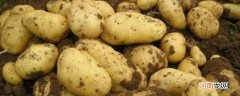 土豆几月份种合适