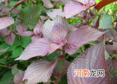 紫苏哪里有卖 紫苏子哪里有卖的