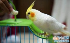 哪里买鹦鹉 哪里买鹦鹉幼鸟