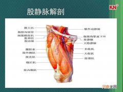 静脉在哪里 贵要静脉在哪里