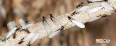 飞蚂蚁咬人有毒吗