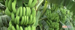 青皮香蕉能吃吗