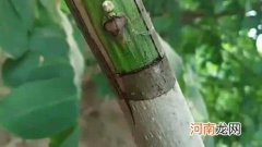 怎样嫁接树 怎样嫁接树波萝苗