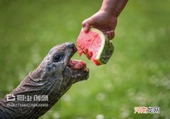 乌龟怎样才能吃东西呢