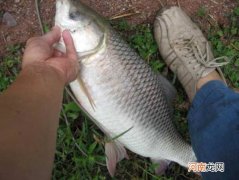 怎样钓鲮鱼 怎样钓鲮鱼最快