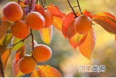 梦见吃柿子是什么意思