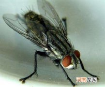 怎样灭苍蝇 怎样灭苍蝇最有效的方法图片