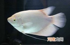 招财鱼和什么鱼混养好