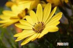 花语是守护一生的花