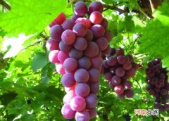 提子不能和什么一起吃