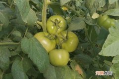 番茄黄叶怎么处理