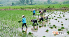中年夜传授“耕田记”：插秧最见工夫，也最显风采与境地